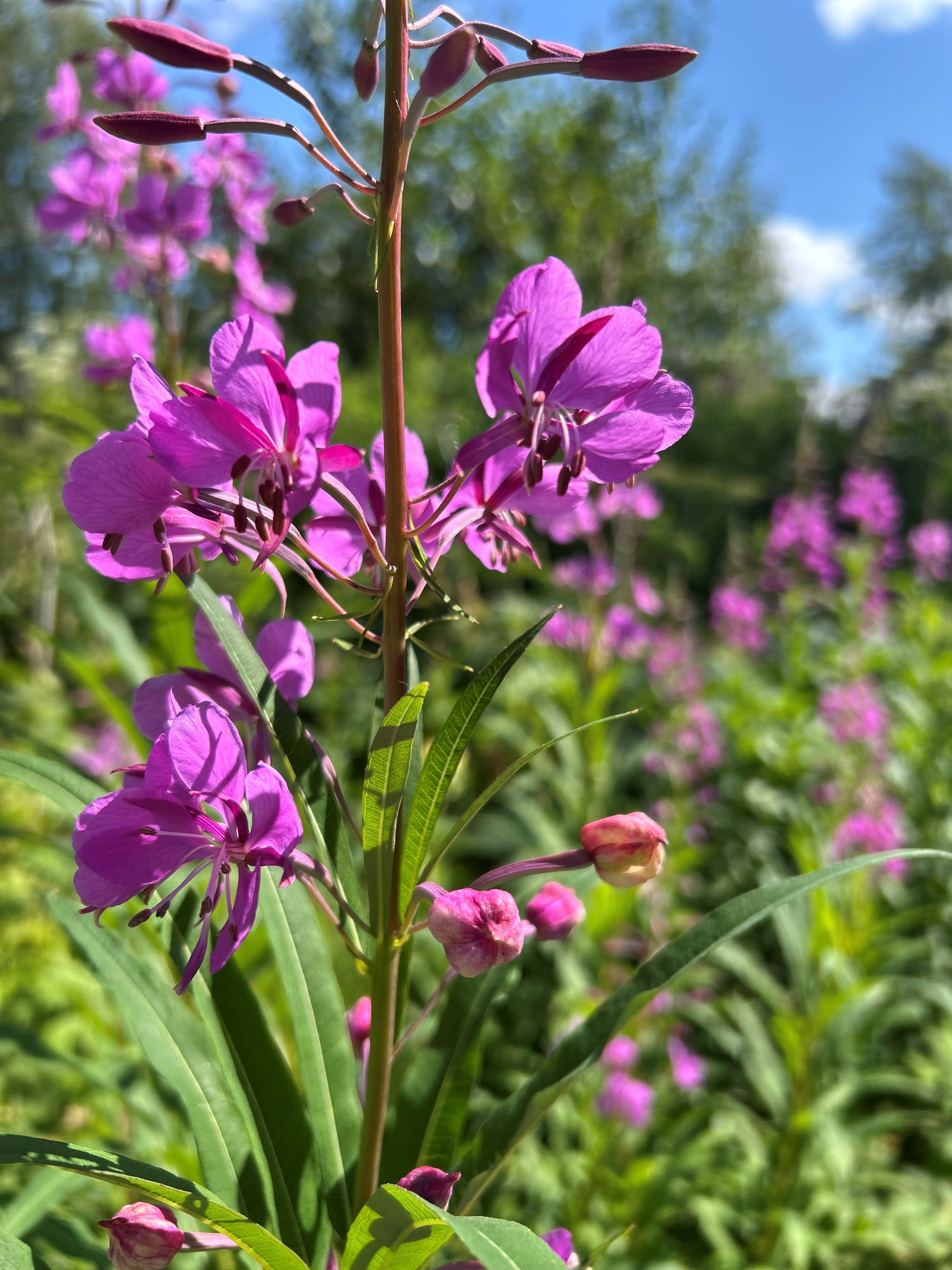 Alaska fireweed. Pink flowers with green leaves against a blurred natural background
