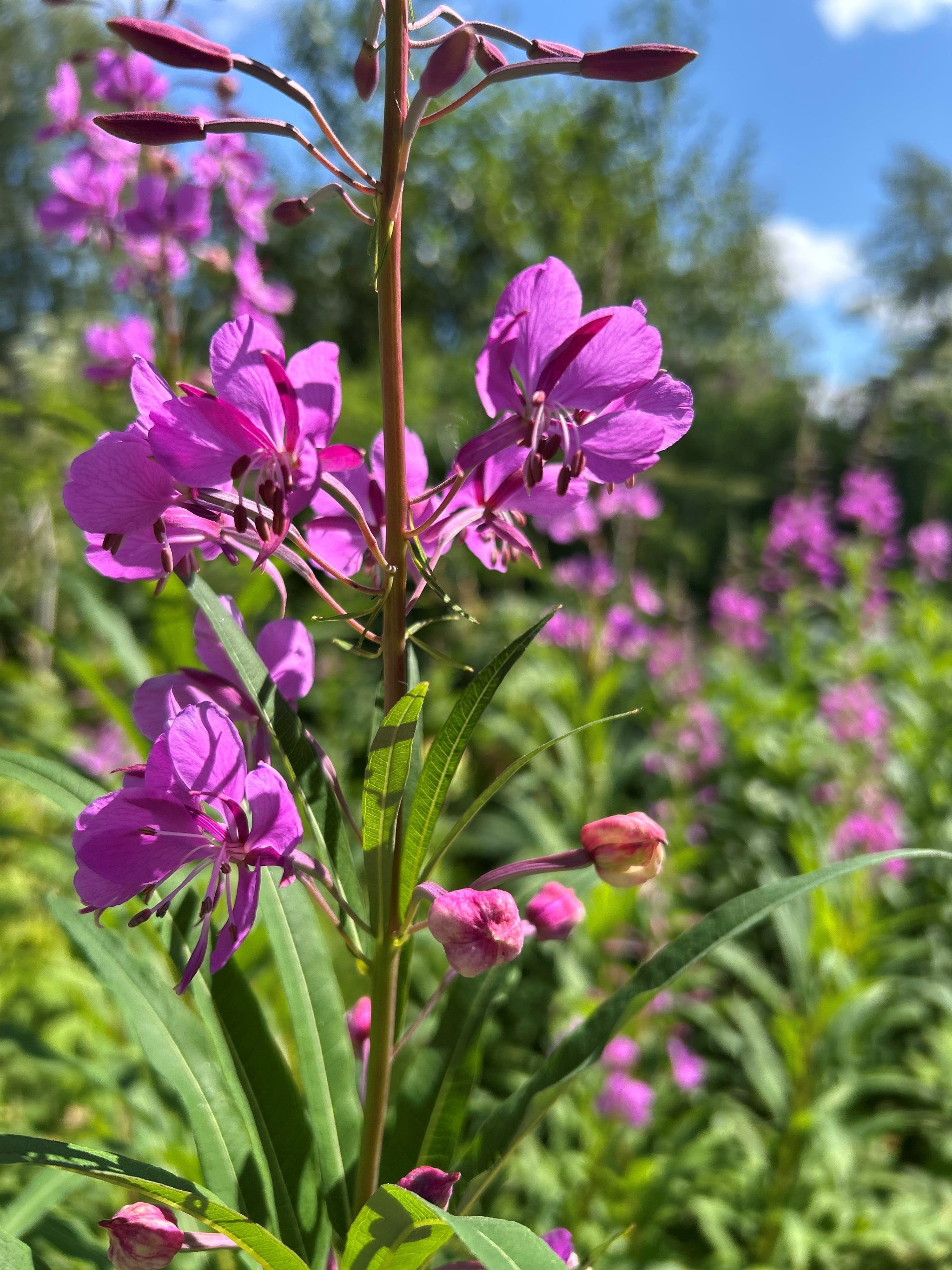 Pink flowers with green leaves against a blurred natural background